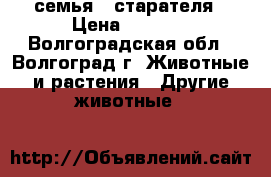 семья   старателя › Цена ­ 1 500 - Волгоградская обл., Волгоград г. Животные и растения » Другие животные   